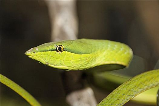 绿色,藤,蛇,哥斯达黎加