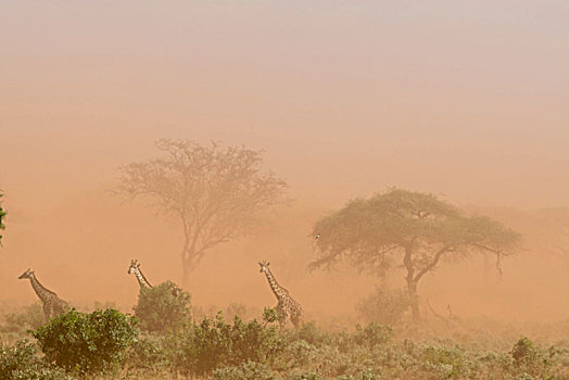 三个,长颈鹿,马赛长颈鹿,灰尘,风暴,查沃,肯尼亚,非洲