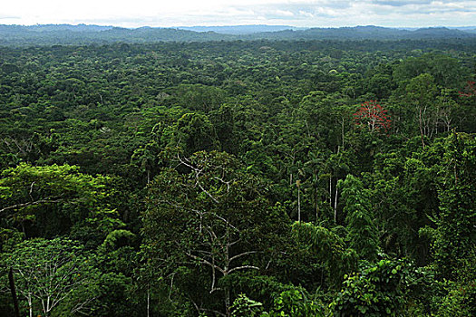 树荫,亚马逊雨林,省,厄瓜多尔,树林,部落,土著,亚马逊地区,区域,战士,图像