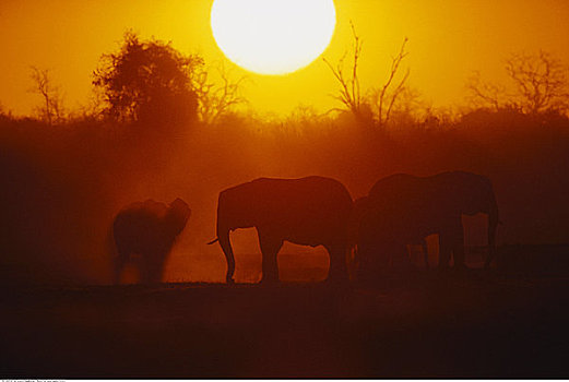 大象,剪影,日落