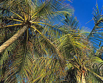 棕榈树,蓝天,瓜德罗普,法国,西印度群岛