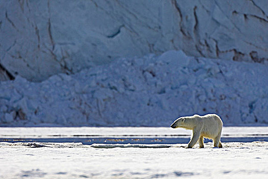 北极熊,走,雪中,斯匹次卑尔根岛,挪威