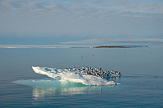 挪威,斯瓦尔巴群岛,斯匹次卑尔根岛,海雀,厚嘴海鸦,成群,休息,浮冰,海岸