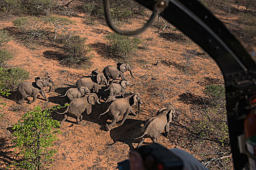 航拍,大象,直升飞机,津巴布韦