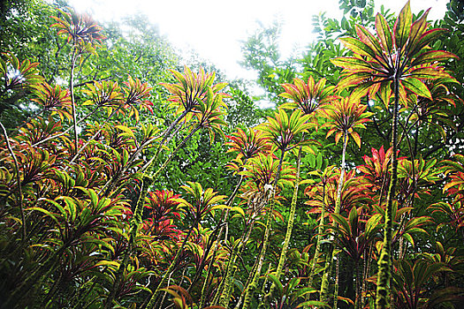 夏威夷,瓦胡岛,多彩,红色,叶子,植物,茂密,花园