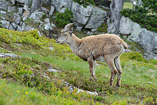 年轻,阿尔卑斯野山羊,羱羊,伯恩高地,伯恩,瑞士,欧洲