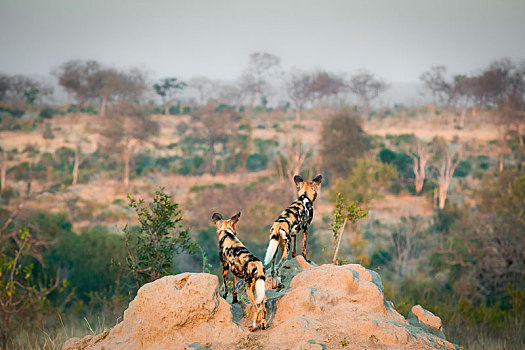 两个,野狗,非洲野犬属,站立,后背,看镜头,蚁丘,看别处,风景,草,树,背景
