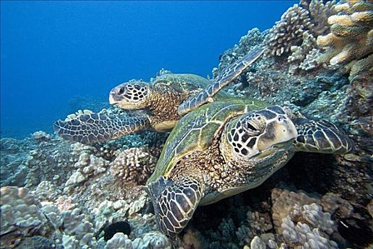 夏威夷,两个,绿海,海龟,龟类,彩色,珊瑚礁