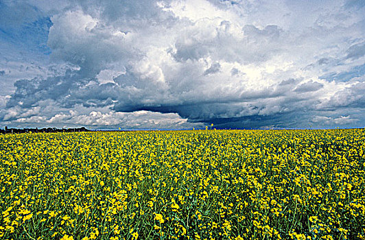 风暴,上方,油菜籽,土地,艾伯塔省,加拿大