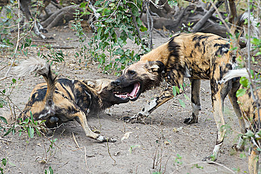 非洲野狗,非洲野犬属,一对,问候,北方,博茨瓦纳