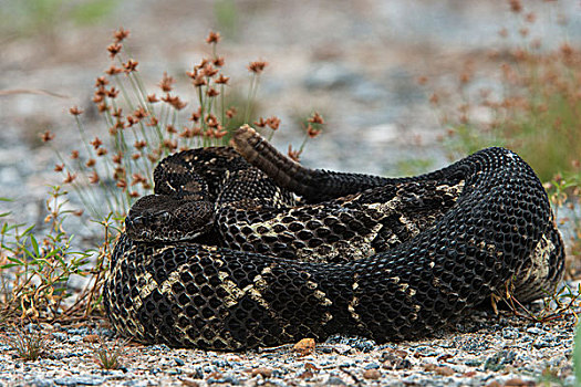 森林响尾蛇,木纹响尾蛇,黑色,俘获,北方,乔治亚,美国