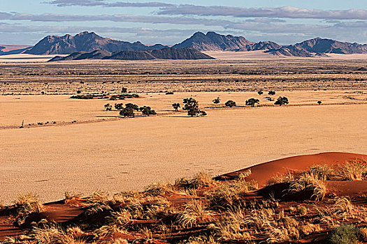 风景,沙丘,草,草原,骆驼,刺,树,塞斯瑞姆,露营,夜光,纳米布沙漠,纳米比诺克陆夫国家公园,纳米比亚,非洲