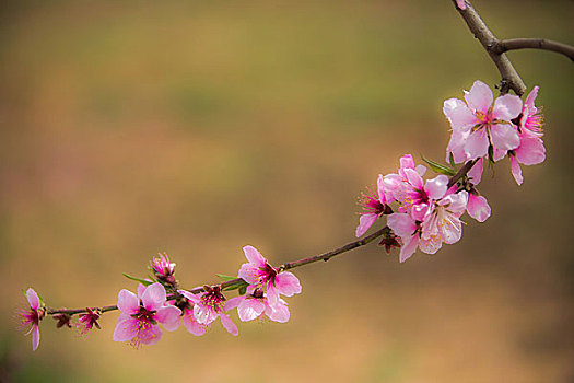 平谷桃花