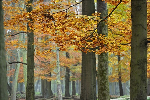 秋季,森林,德国