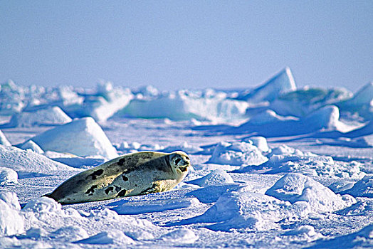 幼小,鞍纹海豹,马格达伦群岛,加拿大