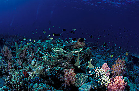 马尔代夫,珊瑚,鱼,遮盖,礁石