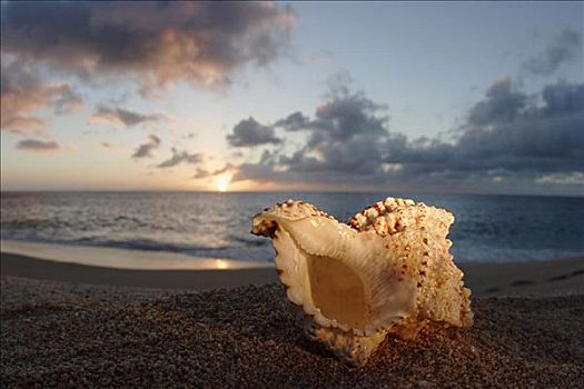夏威夷,瓦胡岛,北岸,海贝,放入,沙子,日落,后面