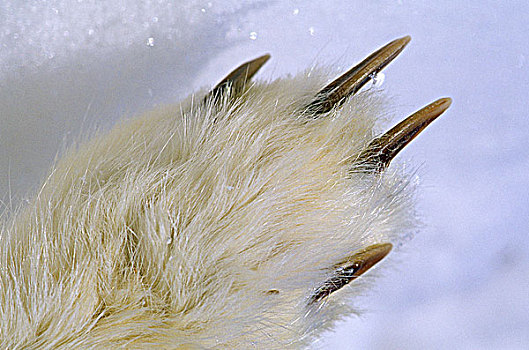 北极狐,俯视,展示,长,爪,动物,挖,雪地