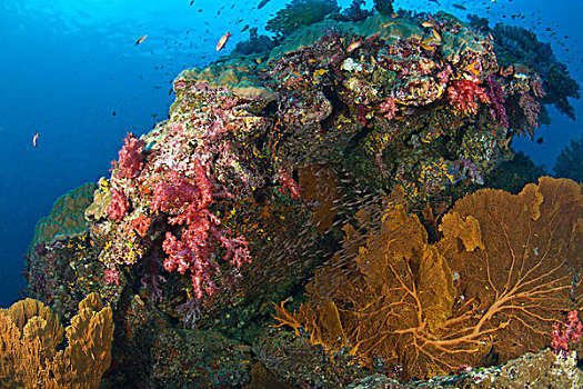 深潜,斯米兰群岛国家公园,北方,普吉岛,泰国