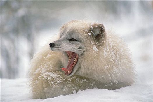 北极狐,成年,哈欠,北美