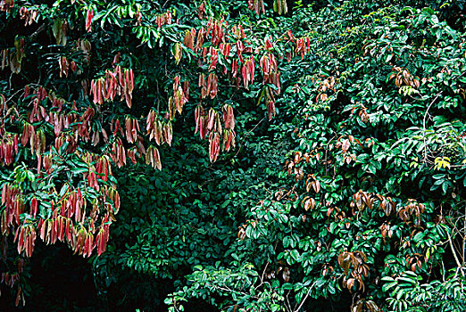 两个,树,年轻,红色,叶子,下雨,季节,科罗拉多岛,巴拿马
