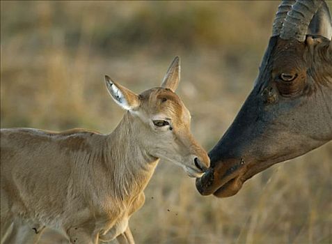 转角牛羚,母兽,嗅,诞生,幼兽,马赛马拉,肯尼亚