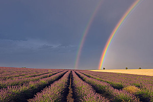 一对,彩虹,上方,英国,薰衣草种植区,瓦伦索,高原,普罗旺斯,法国