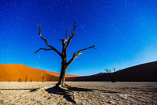 枯木,月光,死亡谷,索苏维来地区,纳米比亚,非洲