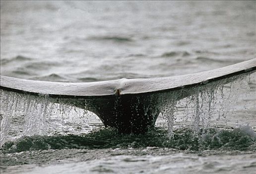 抹香鲸,尾部,斯里兰卡