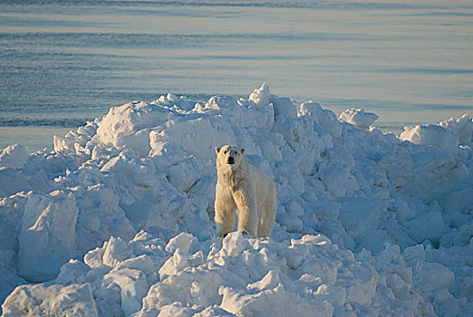楚科奇海,岸边,手推车,阿拉斯加,北极熊,成年,旅行,领着,浮冰,觅食