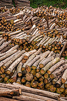 四川安岳县石羊镇堆积的木材原料