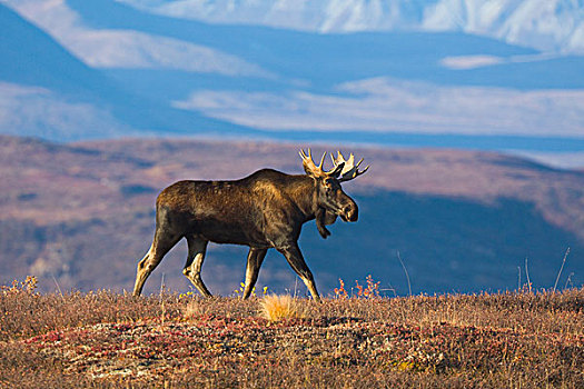 阿拉斯加,驼鹿,雄性动物,走,苔原,德纳里峰国家公园