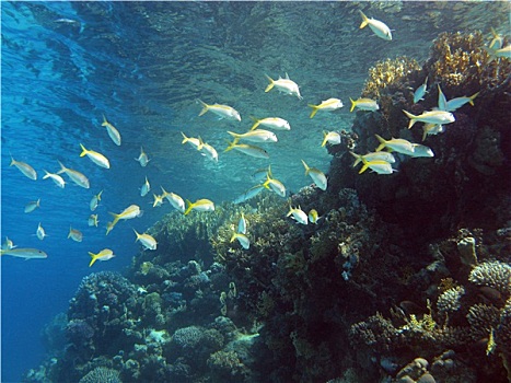珊瑚礁,鱼群,珊瑚,仰视,热带,海洋,蓝色背景,水,背景