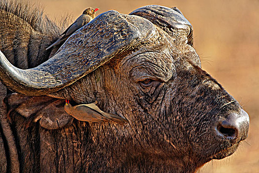 非洲水牛,红嘴牛椋鸟,桑布鲁野生动物保护区,肯尼亚