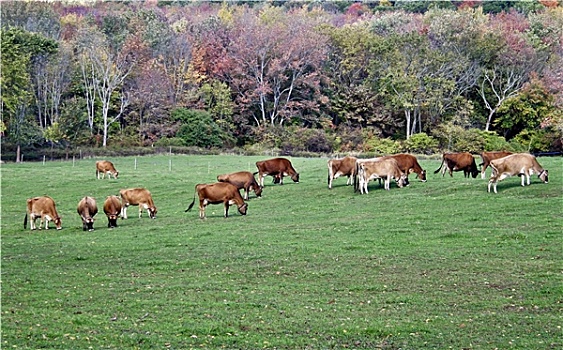 放牧,母牛,秋色