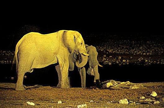 纳米比亚,埃托沙国家公园,大象,水潭,夜晚