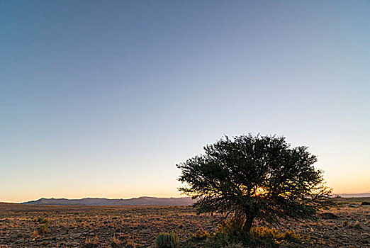 树,晚间,气氛,山,斑马山国家公园,东开普省,南非,非洲