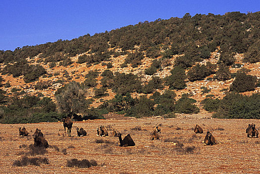 利比亚,靠近,单峰骆驼