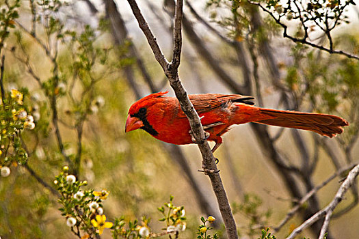 雄性,主红雀,栖息,树上,萨瓜罗国家公园,亚利桑那,美国
