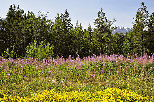 杂草,海岸山脉,不列颠哥伦比亚省,加拿大