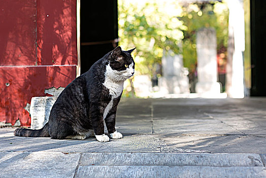 寺院里的猫