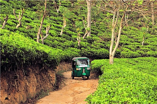 茶园,种植园,斯里兰卡