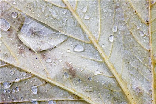 雨滴,挪威槭,叶子