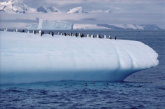 帽带企鹅,南极企鹅,群,冰山,半岛,南极