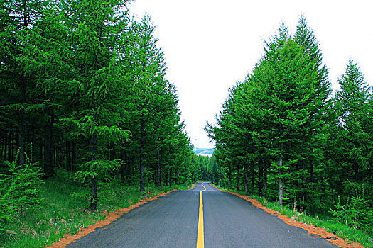 柏油路穿过松树林