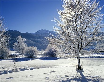 冬季,雪,树,白霜