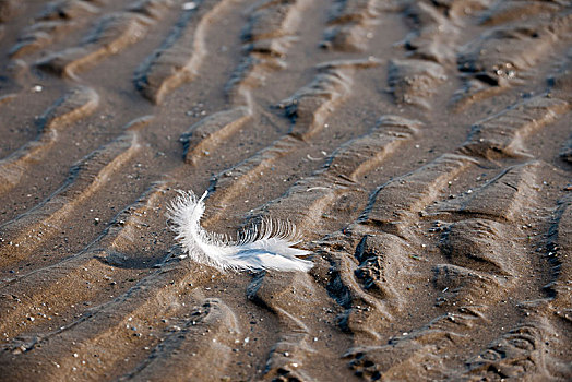 山东威海烟墩角海边天鹅湖边沙滩上的羽毛