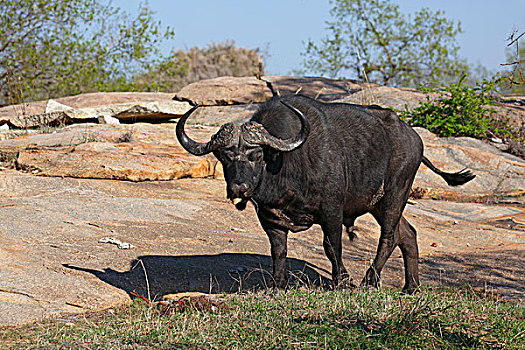 非洲水牛,南非水牛,雄性,克鲁格国家公园,南非,非洲