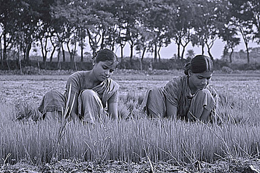 女孩,种植,稻田,孟加拉,一月,2008年