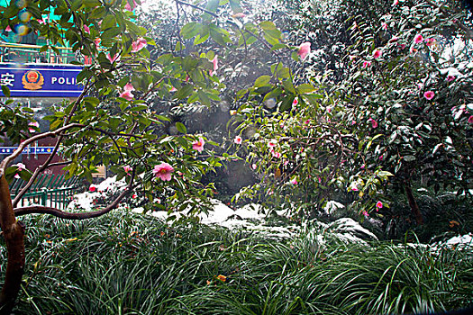 茶花,山茶花,红花,雨雪,娇艳,植物,花卉